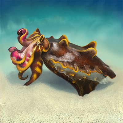 flamboyant cuttlefish illustration